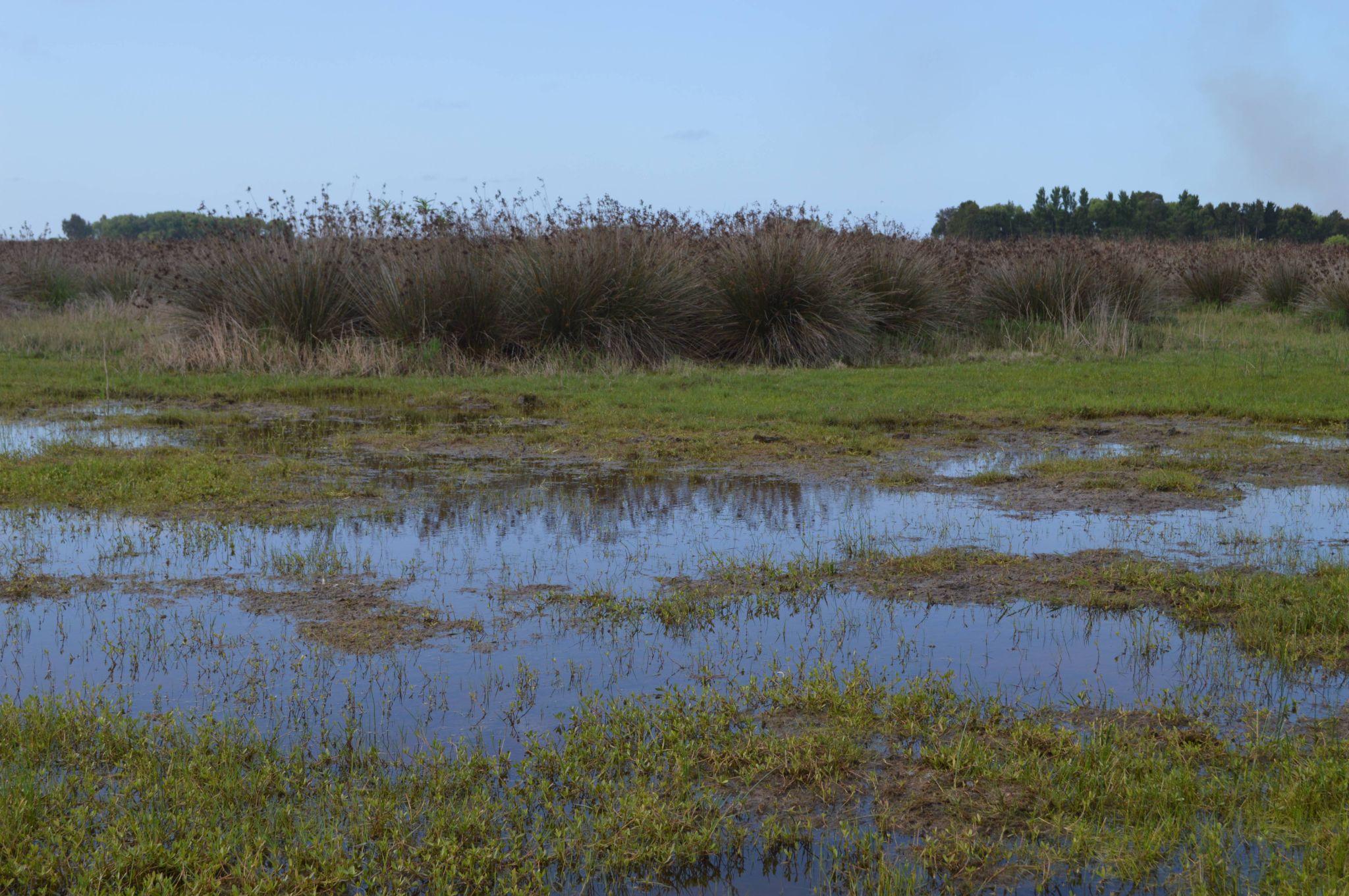 Microhabitat   Reproductively active period   Photographed by Camila Deutsch